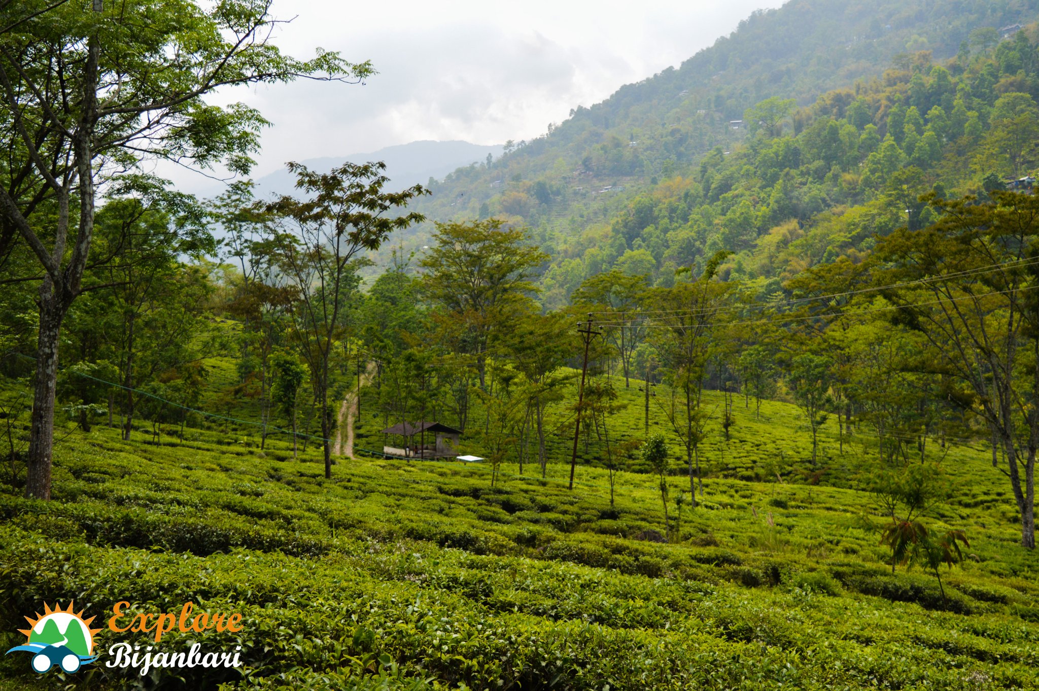 Bijanbari Tea Gardens